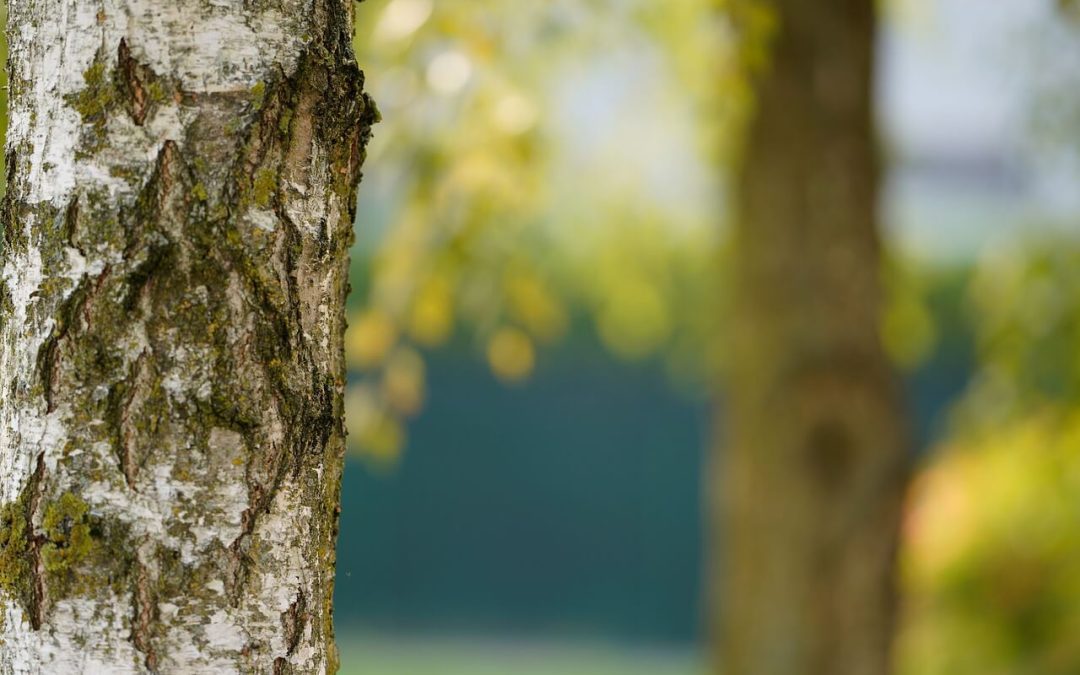 tree maintenance