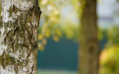 7 Tips for Tree Maintenance
